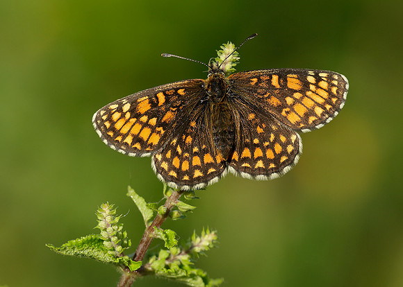 Heath Fritillary Melitaea athalia