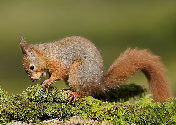 Red Squirrel Sciurus vulgaris