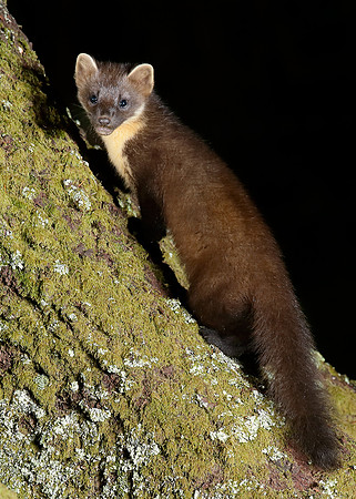Pine Marten Martes martes