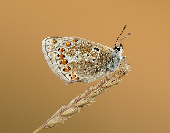 Common Blue Polyommatus icarus