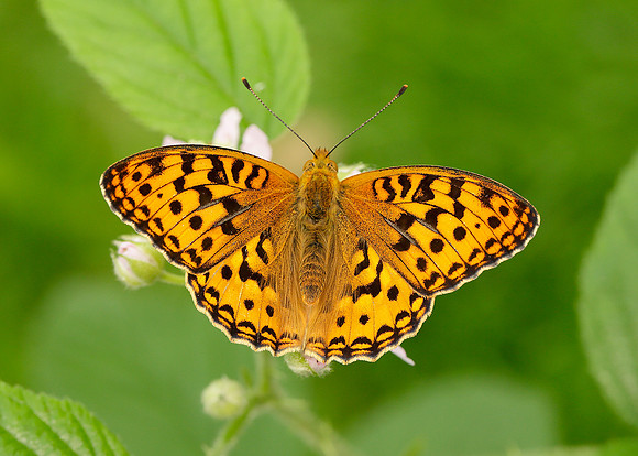 High Brown Fritillary Argynnis adippe