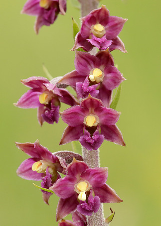 Dark Red Helleborine Epipactis atrorubens