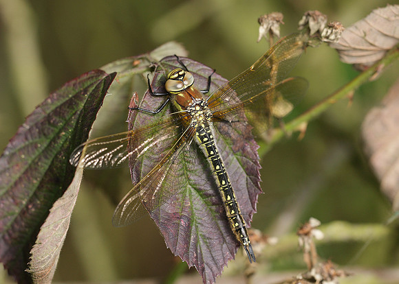 Hairy Dragonfly Brachytron pratense