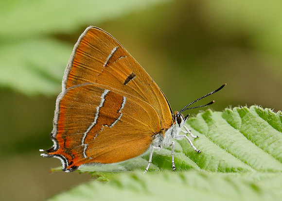 Brown Hairstreak Thecla betulae
