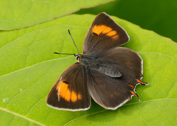 Brown Hairstreak Thecla betulae