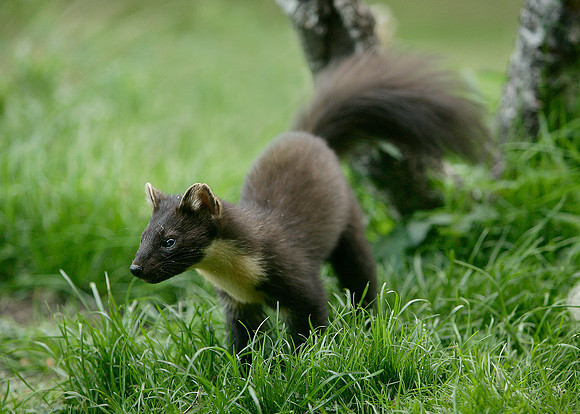 Pine Marten Martes martes
