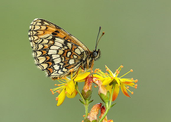 Heath Fritillary Melitaea athalia