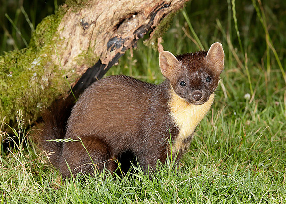 Pine Marten Martes martes