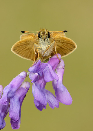 Essex Skipper Thymelicus lineola