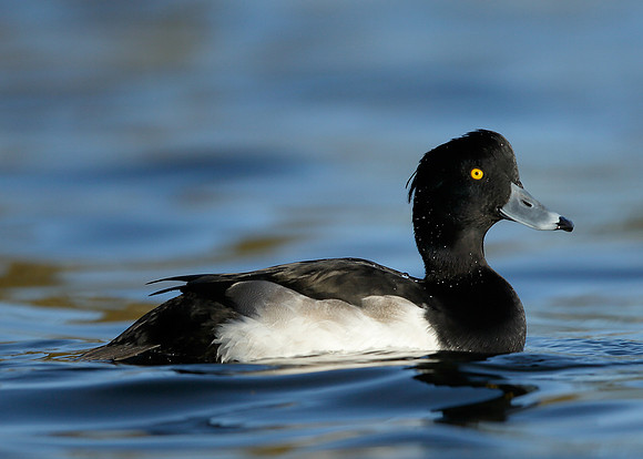 Tufted Duck Aythya fuligula