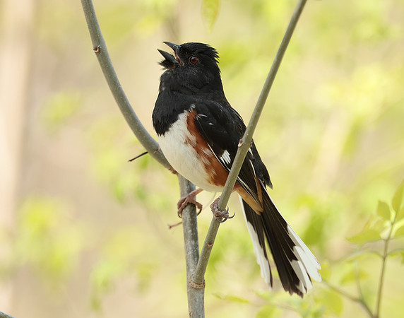 Eastern Towhee Pipilo erythrophthalmus