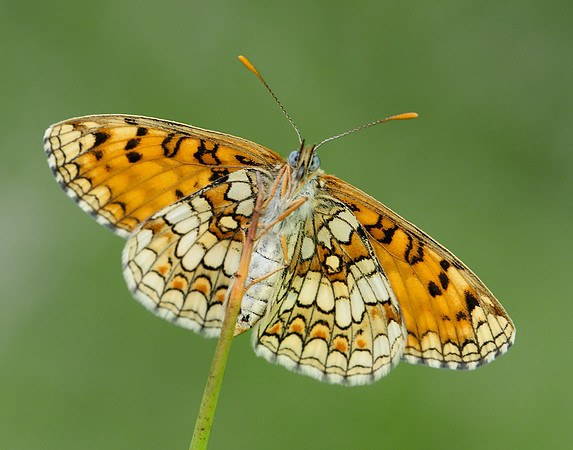 Heath Fritillary Melitaea athalia