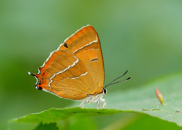Brown Hairstreak Thecla betulae