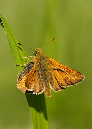 Large Skipper Ochlodes venata
