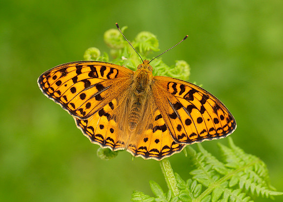 High Brown Fritillary Argynnis adippe
