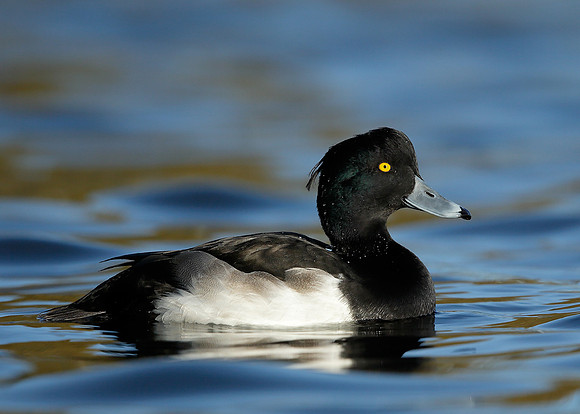 Tufted Duck Aythya fuligula