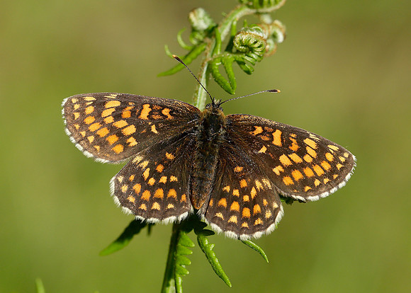Heath Fritillary Melitaea athalia