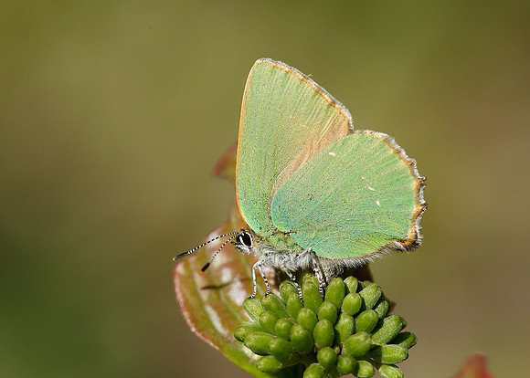 Green Hairstreak Callophrys rubi