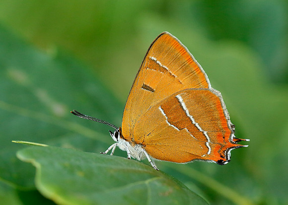 Brown Hairstreak Thecla betulae