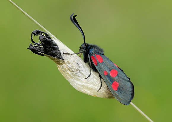54.009 BF0171 Narrow-bordered Five-spot Burnet Zygaena lonicerae