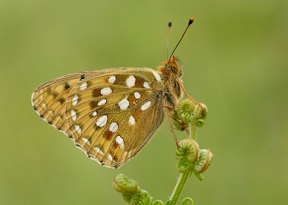 Dark Green Fritillary Argynnis aglaja
