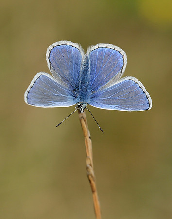 Common Blue Polyommatus icarus