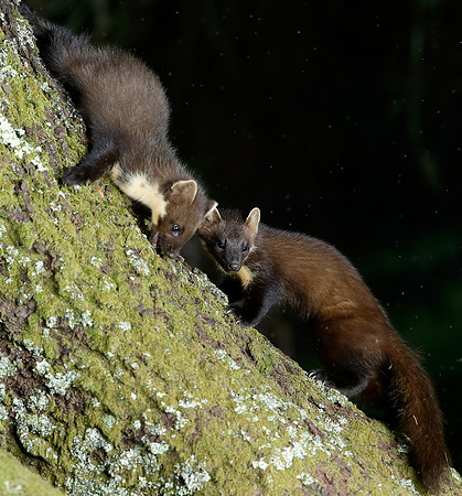 Pine Marten Martes martes