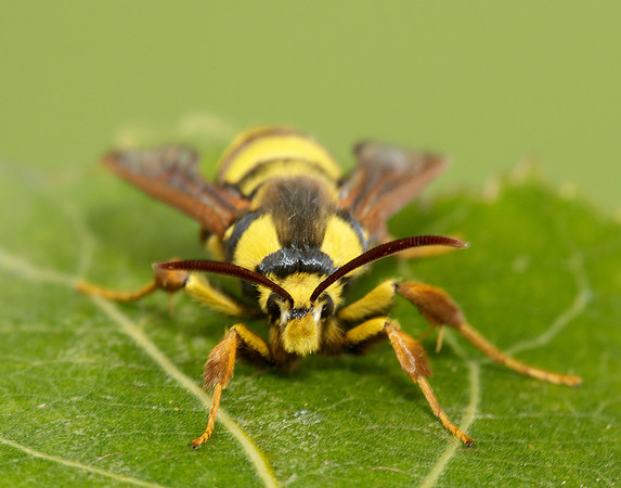52.002 BF0370 Hornet Moth Sesia apiformis