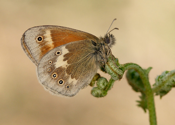 Large Heath Coenonympha tullia polydama