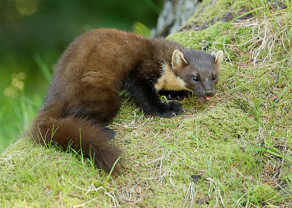 Pine Marten Martes martes