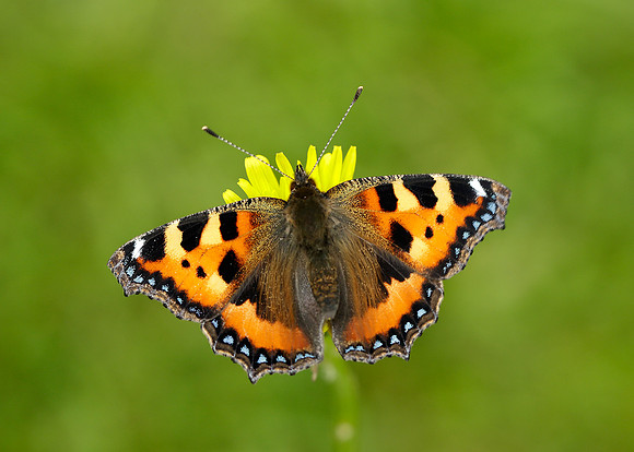 Small Tortoiseshell Aglais urticae