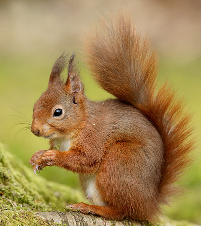 Red Squirrel Sciurus vulgaris