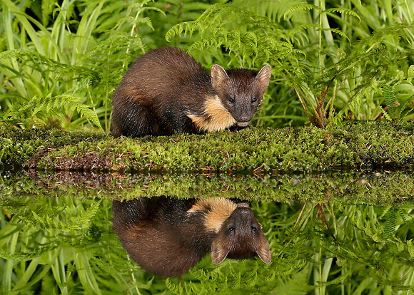 Pine Marten Martes martes