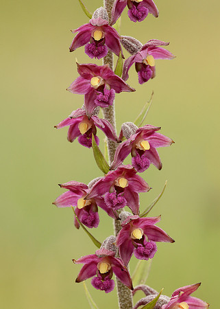 Dark Red Helleborine Epipactis atrorubens