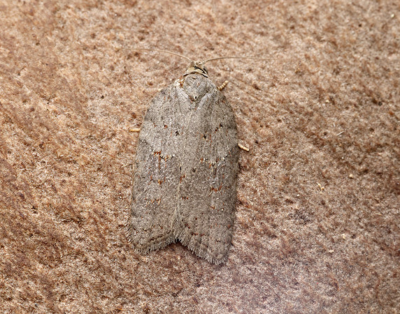 49.069 BF1041 Acleris sparsana