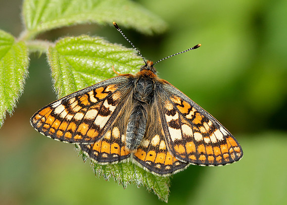 Marsh Fritillary Euphydryas aurinia