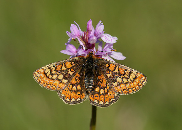 Marsh Fritillary Euphydryas aurinia