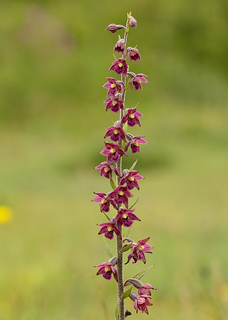 Dark Red Helleborine Epipactis atrorubens