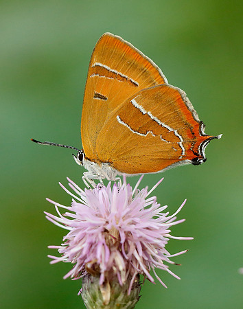 Brown Hairstreak Thecla betulae