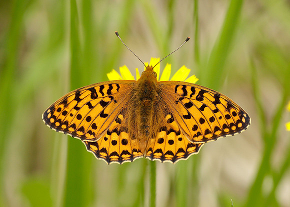 Dark Green Fritillary Argynnis aglaja