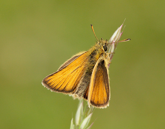 Essex Skipper Thymelicus lineola