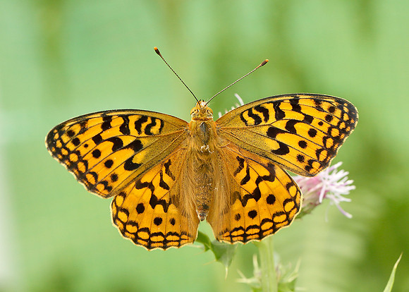 High Brown Fritillary Argynnis adippe