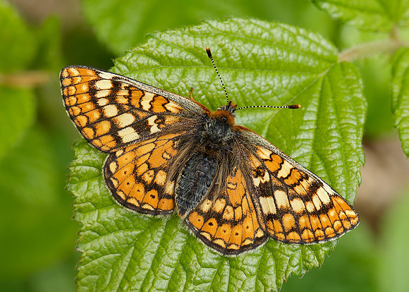 Marsh Fritillary Euphydryas aurinia