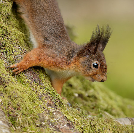 Red Squirrel Sciurus vulgaris