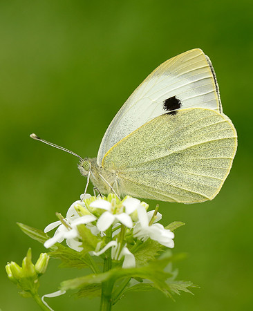 Large White Pieris brassicae