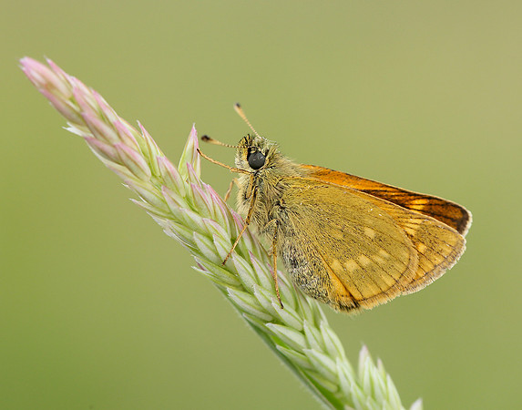 Large Skipper Ochlodes venata