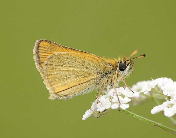 Essex Skipper Thymelicus lineola
