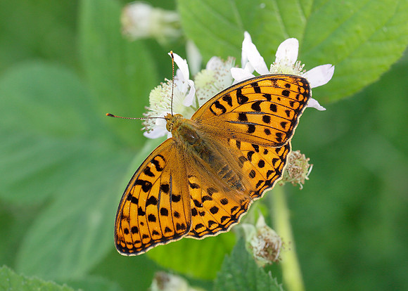 High Brown Fritillary Argynnis adippe