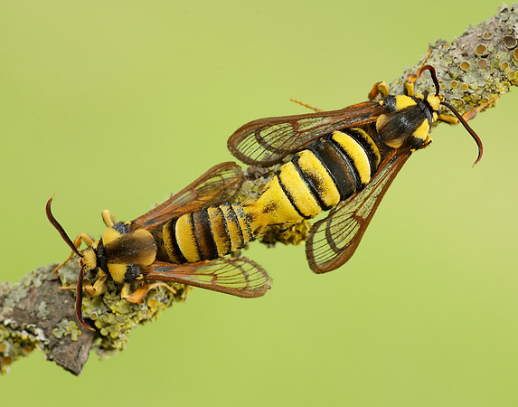 52.002 BF0370 Hornet Moth Sesia apiformis