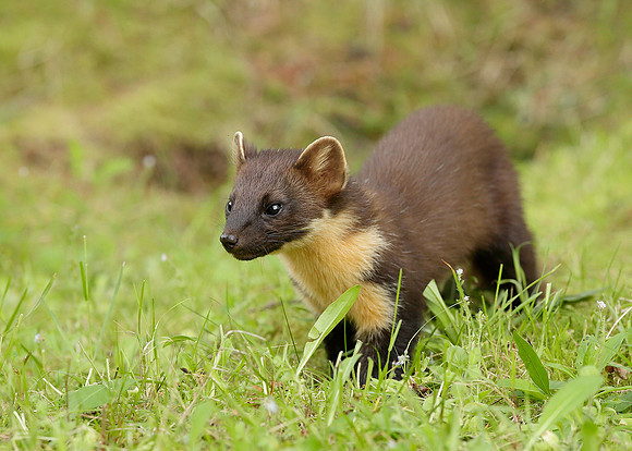 Pine Marten Martes martes